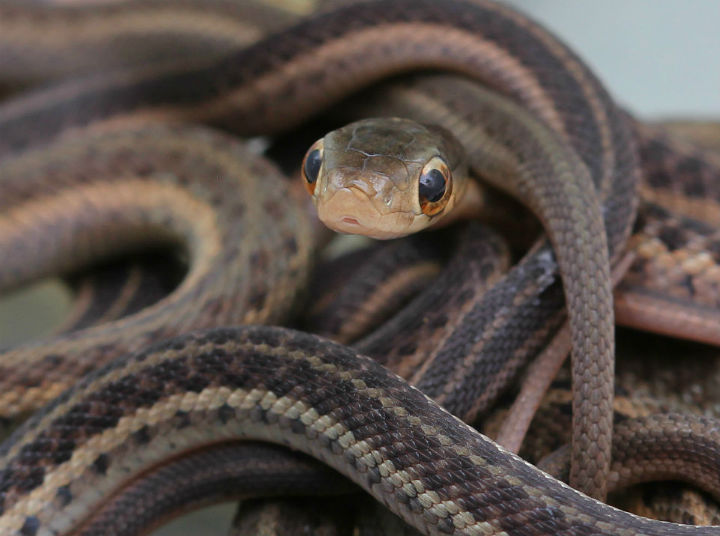 Eastern Garter Snakes